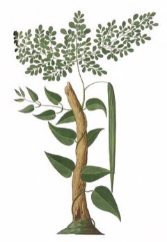 Moringa oleifera Horseradish Tree, Moringa,